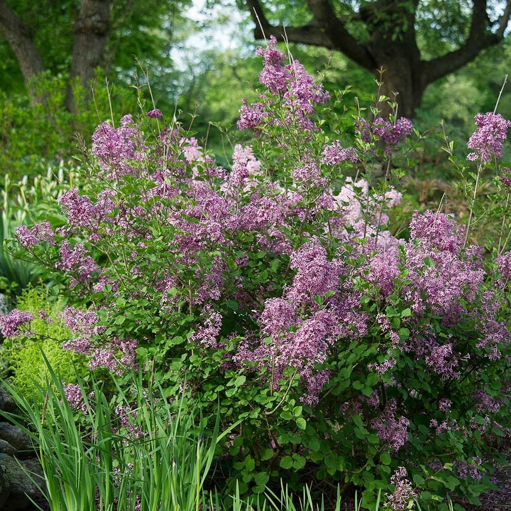 Syringa Bloomerang® Dark Purple