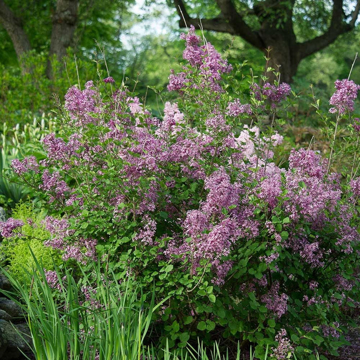 Syringa Bloomerang® Dark Purple