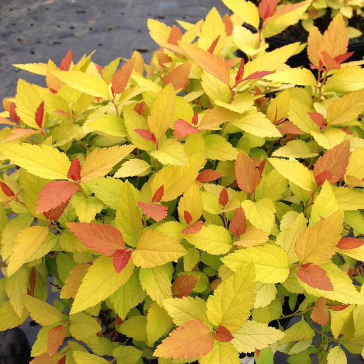 Spiraea japonica Double Play® Candy Corn®