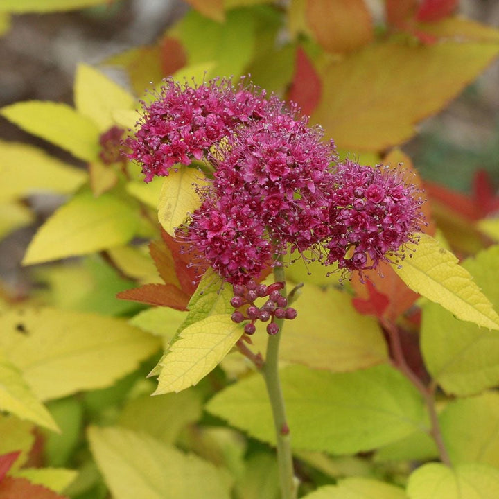 Spiraea japonica Double Play® Candy Corn®