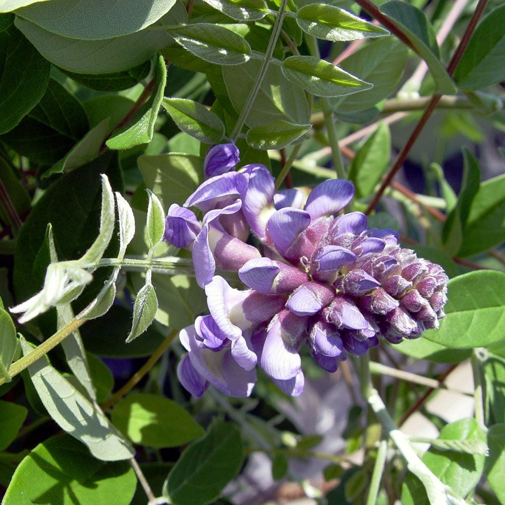 Wisteria frutescens 'Amethyst Falls'
