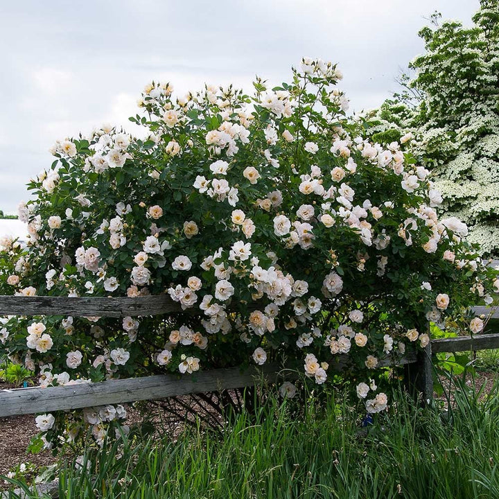 Rose Above and Beyond™
