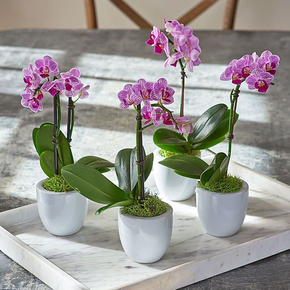 Mini Orchid Quartet in 3" white ceramic cachepots