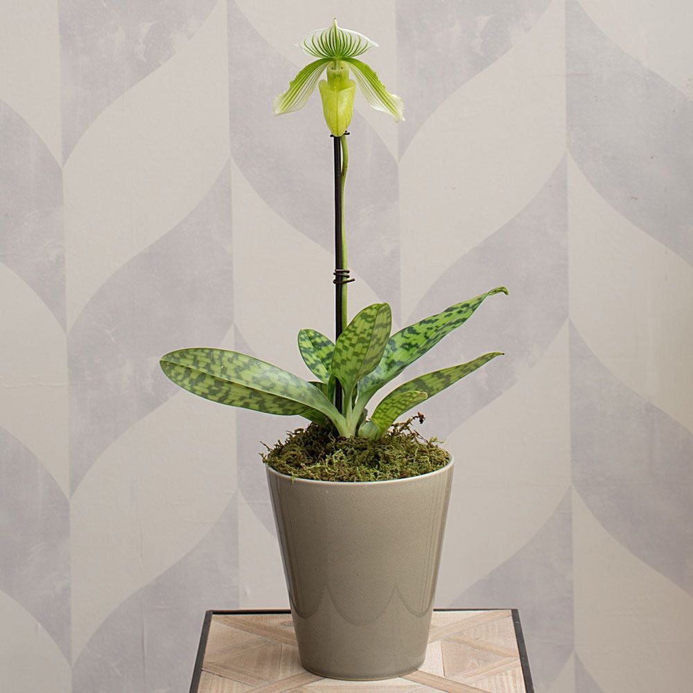 Green Lady's Slipper Orchid in 4½" ceramic cachepot