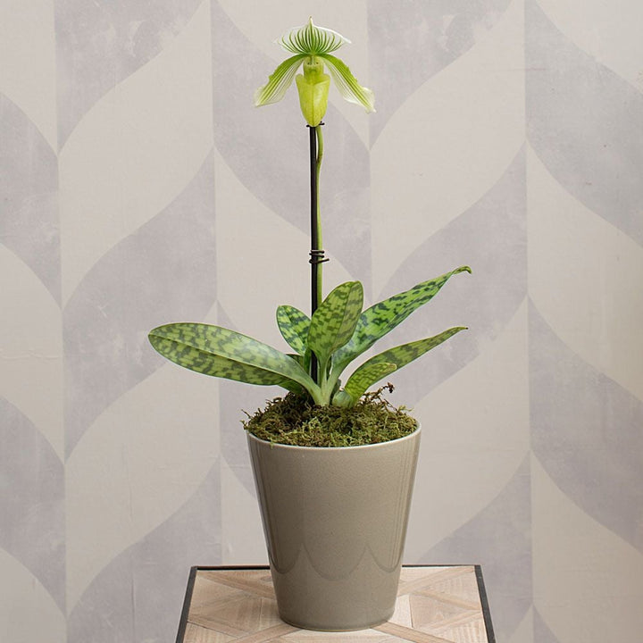 Green Lady's Slipper Orchid in 4½" ceramic cachepot