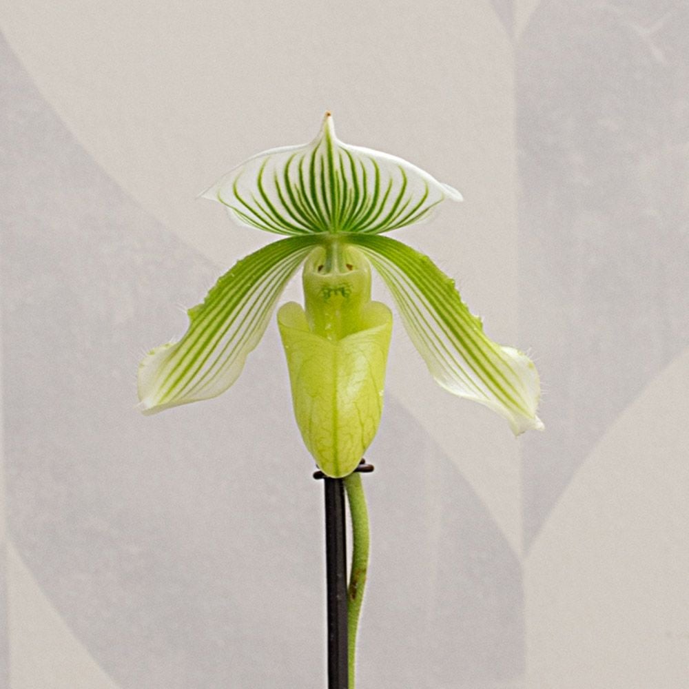 Green Lady's Slipper Orchid in 4½" ceramic cachepot