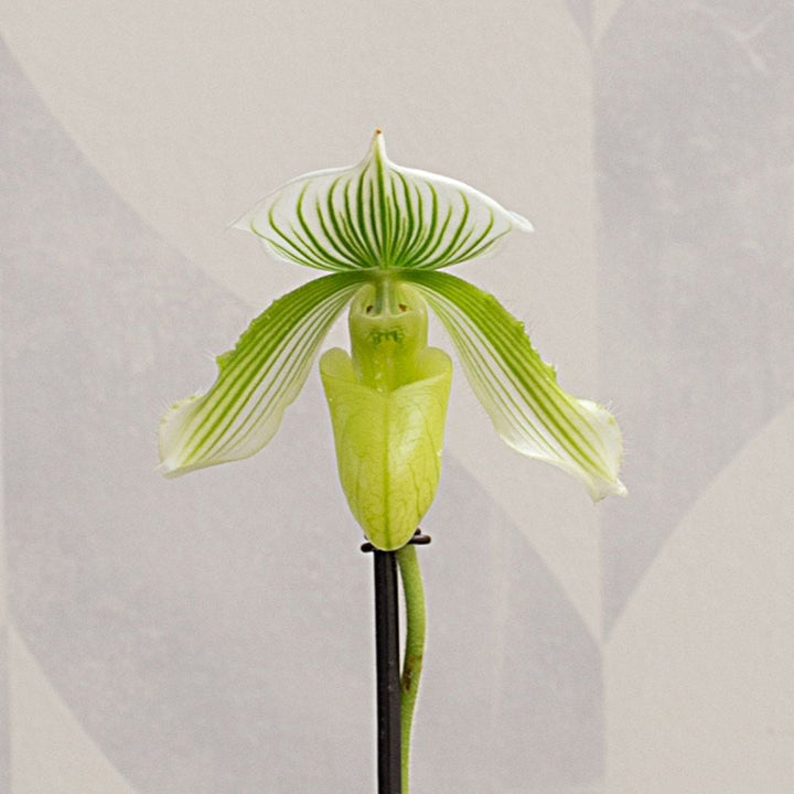 Green Lady's Slipper Orchid in 4½" ceramic cachepot