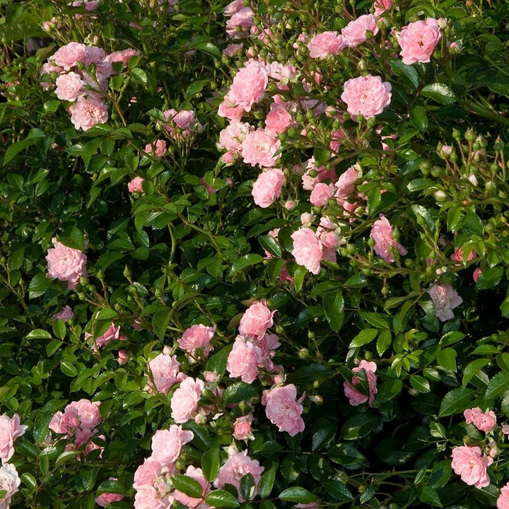 Rose 'The Fairy'