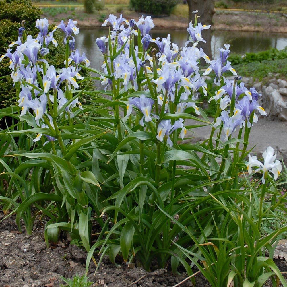 Iris magnifica