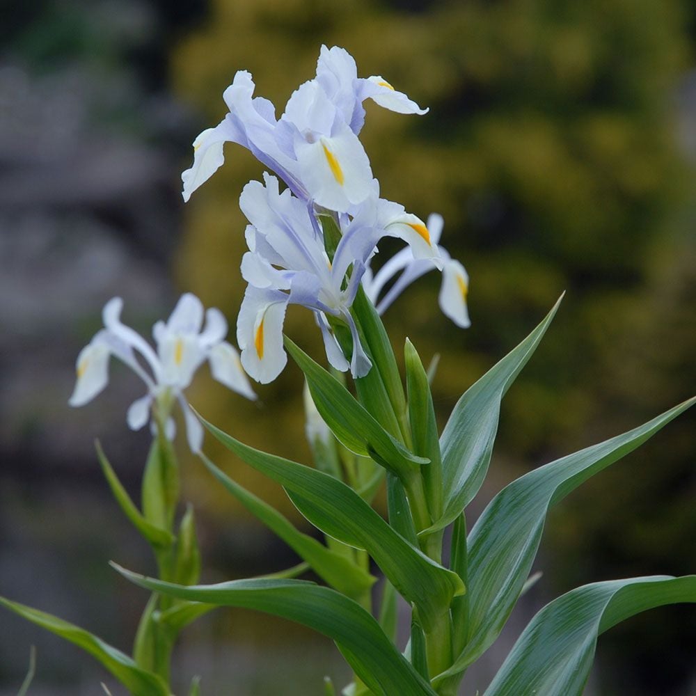 Iris magnifica