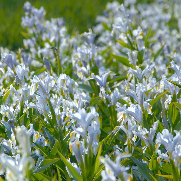 Iris magnifica