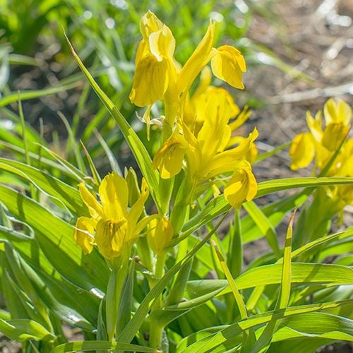 Iris bucharica 'Top Gold'
