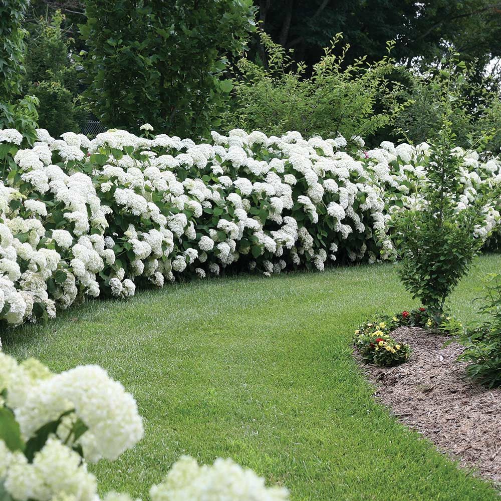 Hydrangea arborescens Incrediball®