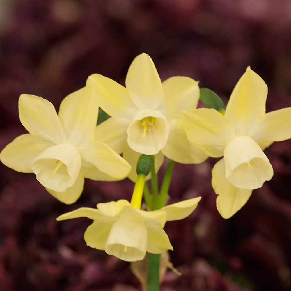 Fragrant Triandrus Narcissus Mix