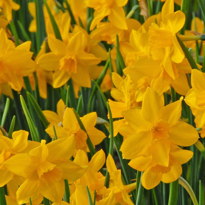 Narcissus 'Orange Queen'
