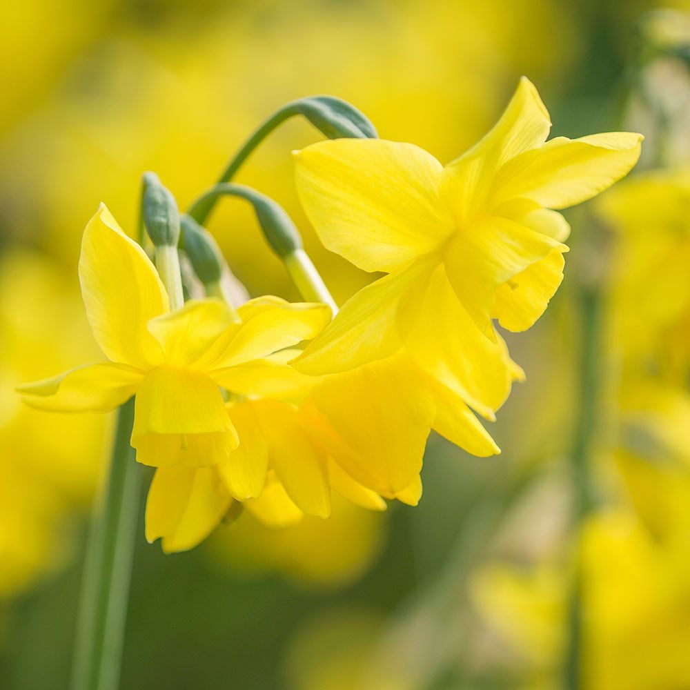 Fragrant Triandrus Narcissus Mix