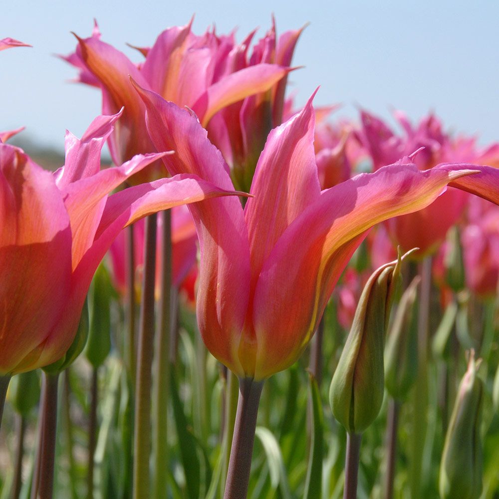Tulip 'Liva'