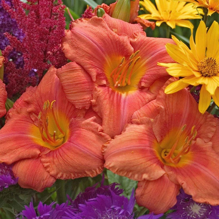 Hemerocallis 'South Seas'