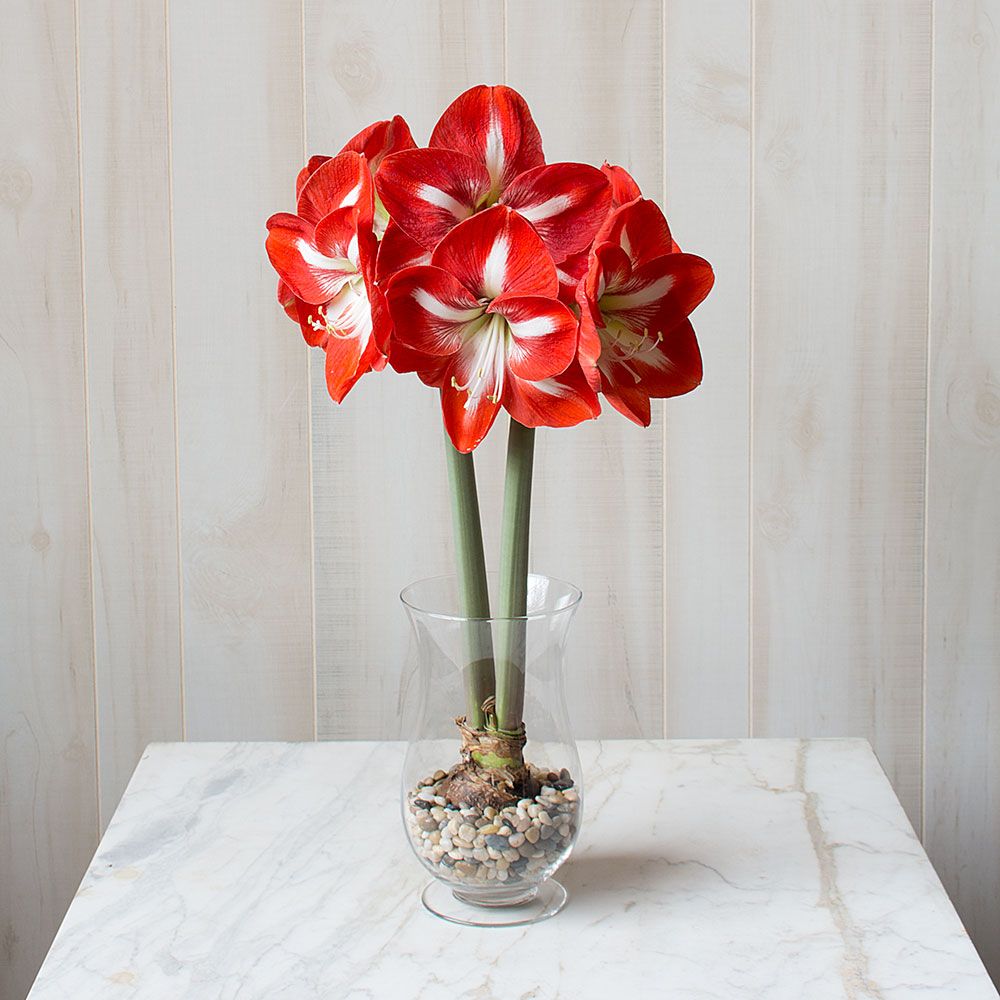 Amaryllis 'Stargazer,' one bulb with hurricane vase kit
