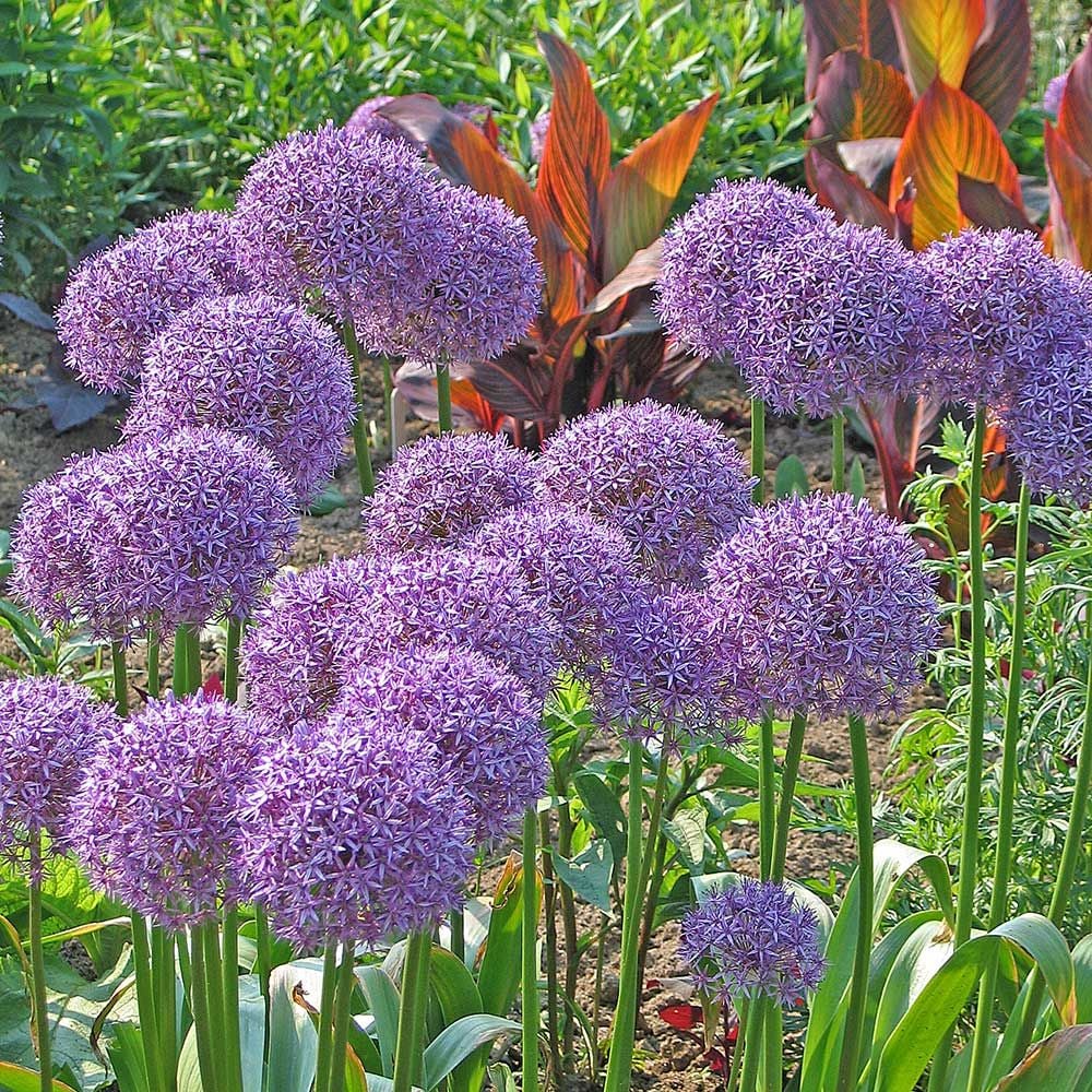 Allium 'Globemaster'