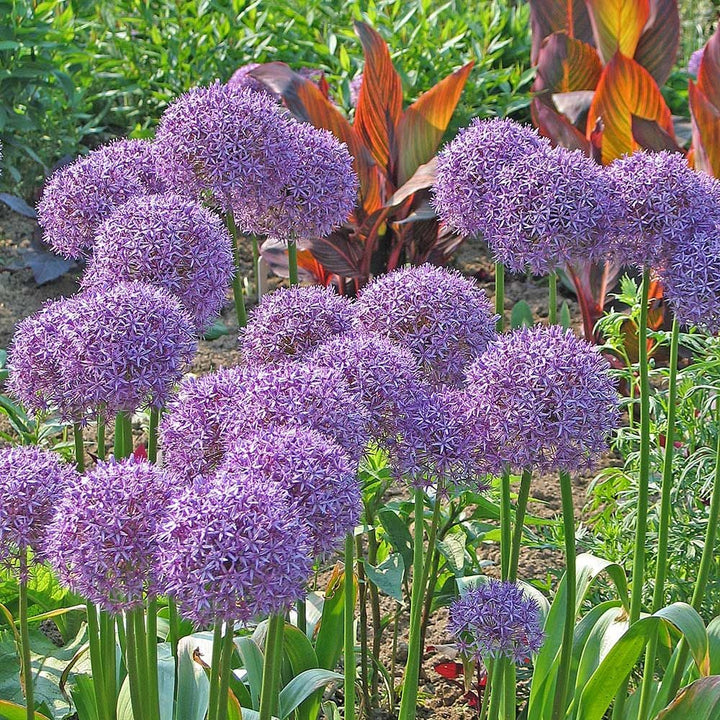 Allium 'Globemaster'