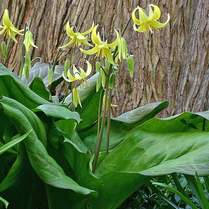 Erythronium 'Pagoda'