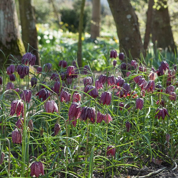 Fritillaria meleagris