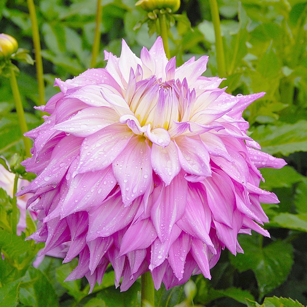 Dahlia 'Sir Alf Ramsey'