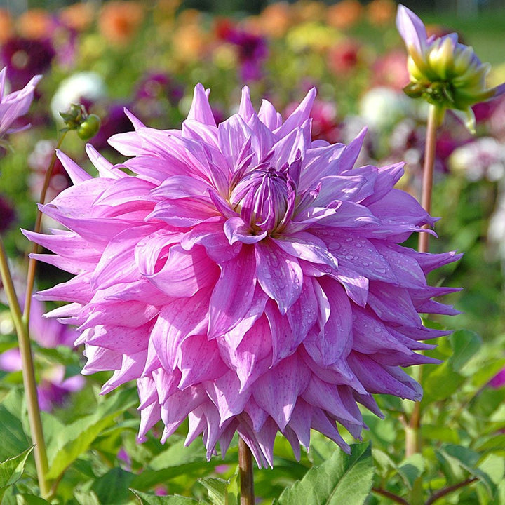 Dahlia 'Sir Alf Ramsey'
