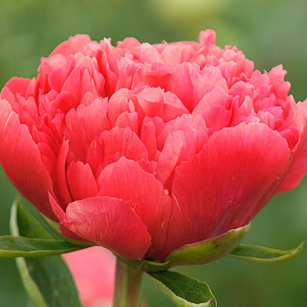 Peony 'Lorelei'