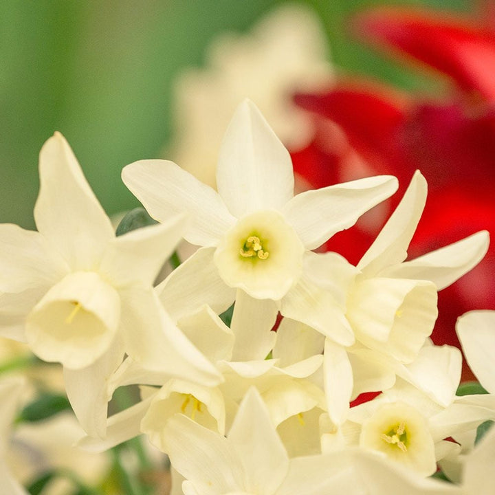 Fragrant Triandrus Narcissus Mix