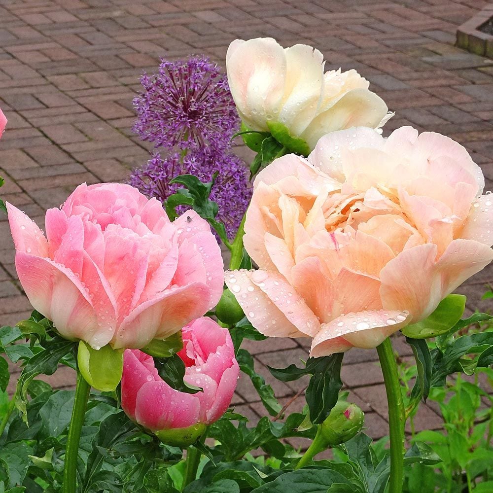 Peony 'Coral Sunset'
