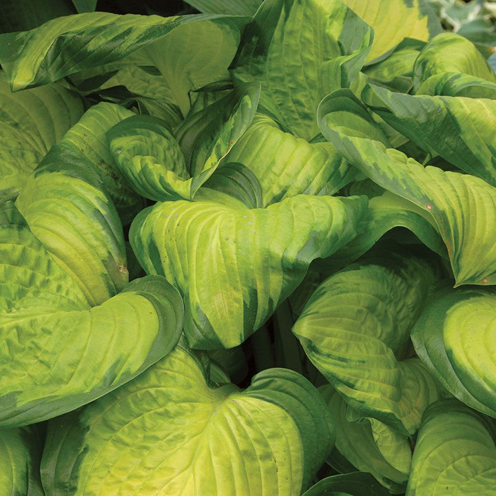 Hosta 'Stained Glass'