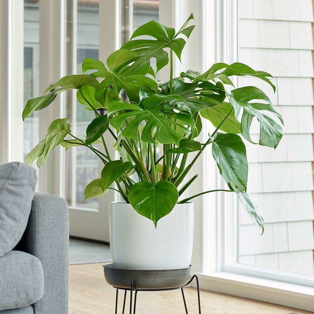 Split-Leaf Philodendron in ceramic cachepot