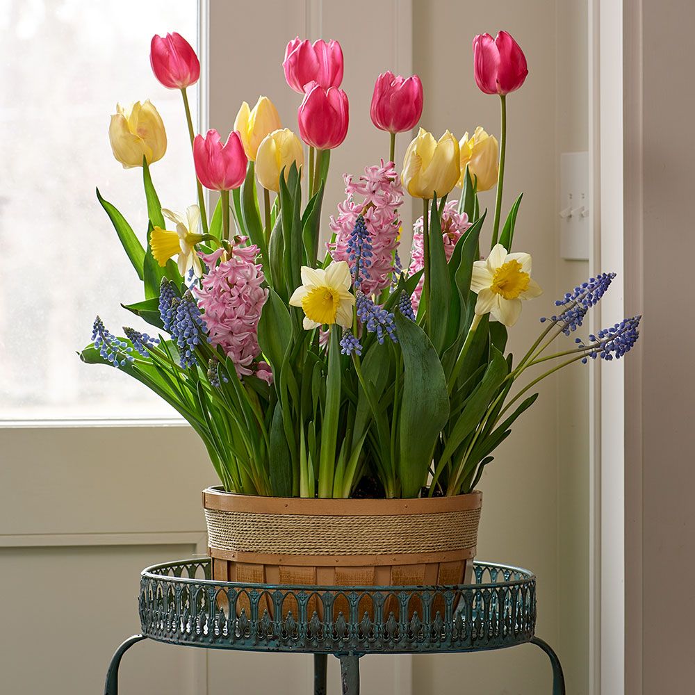 Burst of Spring Bulb Garden in large wooden basket