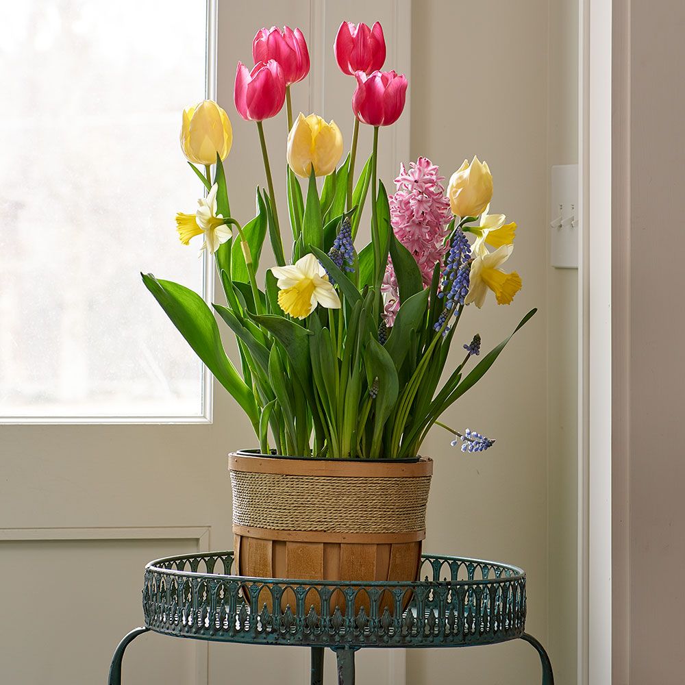 Burst of Spring Bulb Garden in medium wooden basket