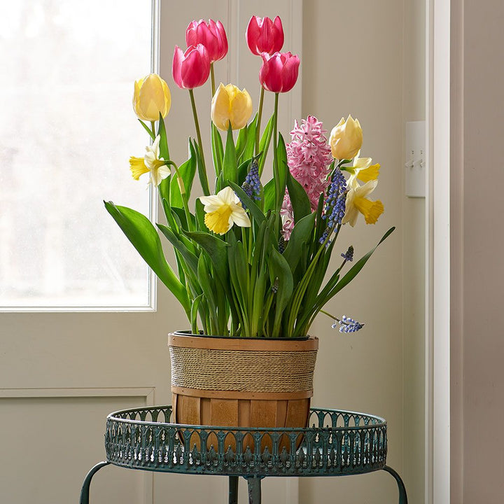 Burst of Spring Bulb Garden in medium wooden basket