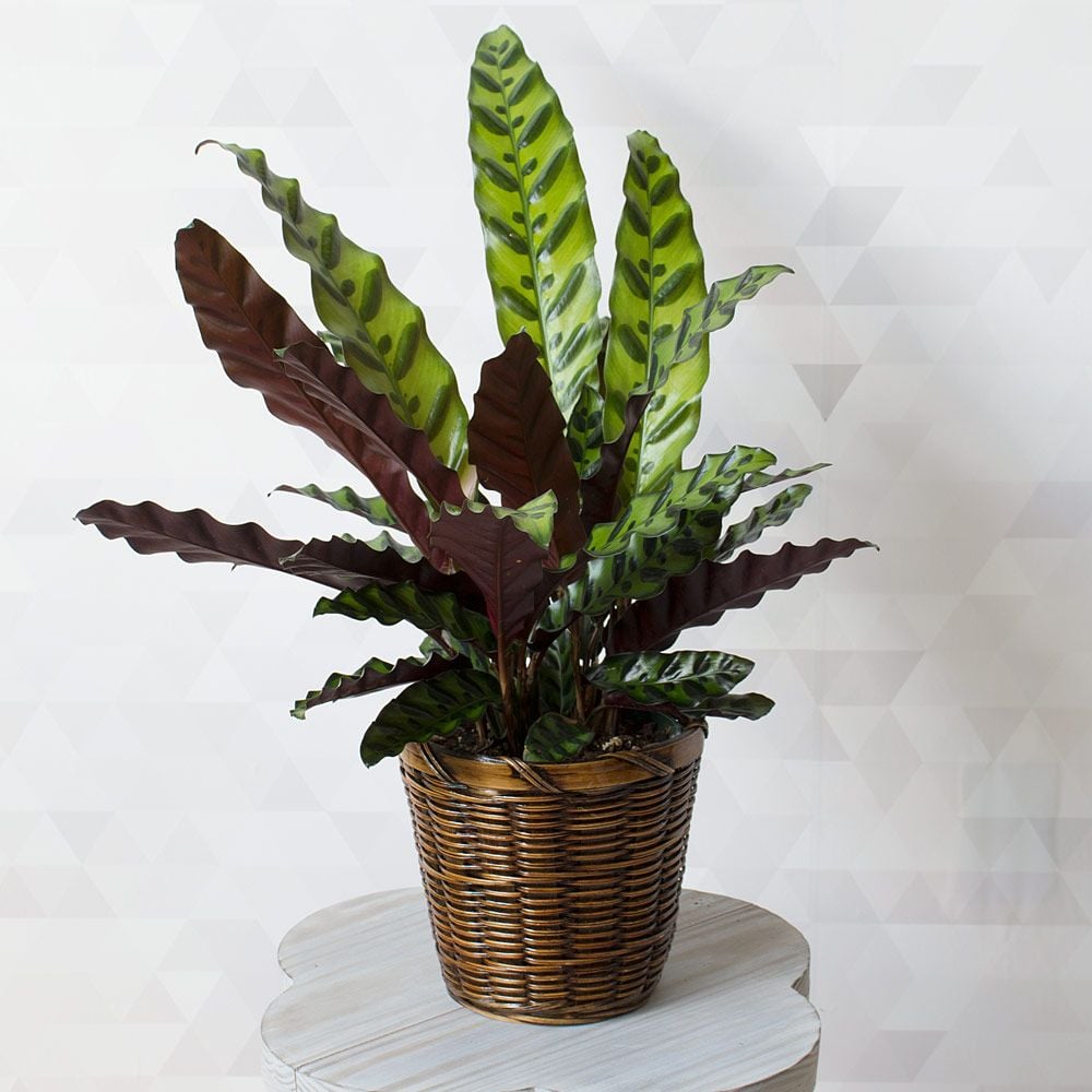 Rattlesnake Plant in woven basket