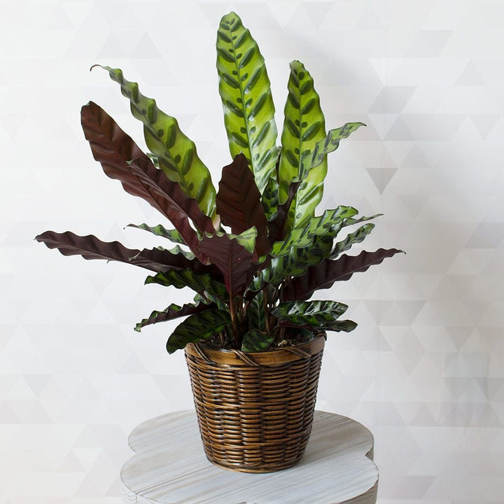 Rattlesnake Plant in woven basket