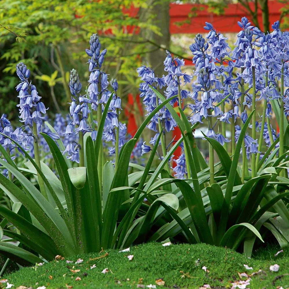 Spanish Bluebells Mix