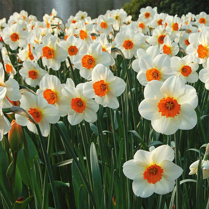 Large-Cupped Daffodil Naturalizing Mix