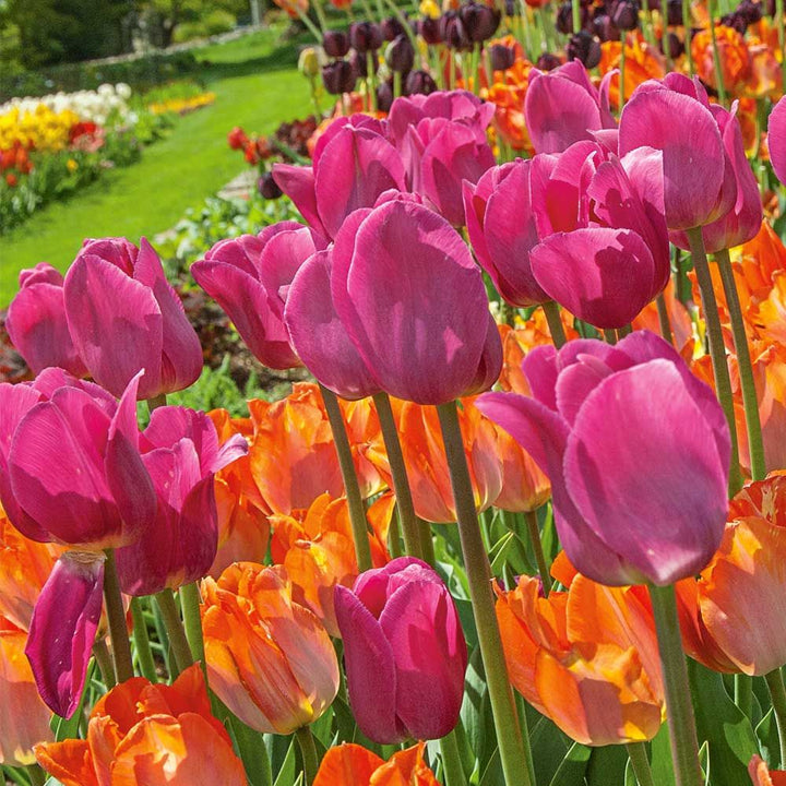 Grower's Choice Tulip Mix