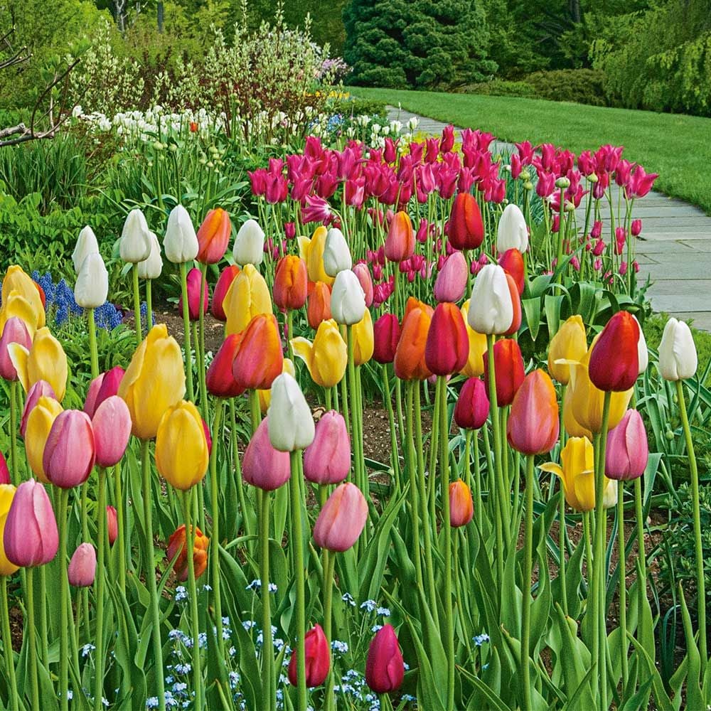 French Single Late Tulip Mix
