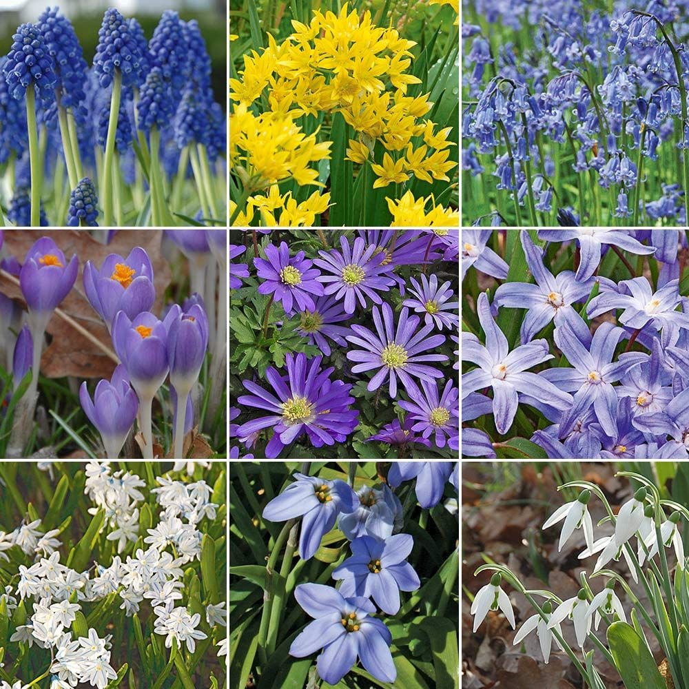 Colorful Carpet Mix