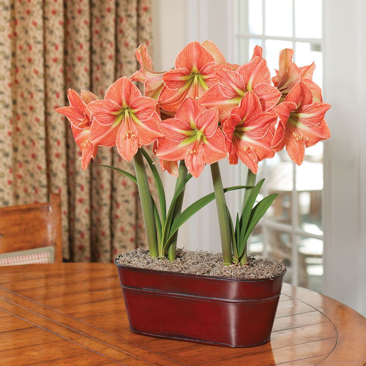 Amaryllis 'Terra Cotta Star,' two nursery pots in red metal cachepot