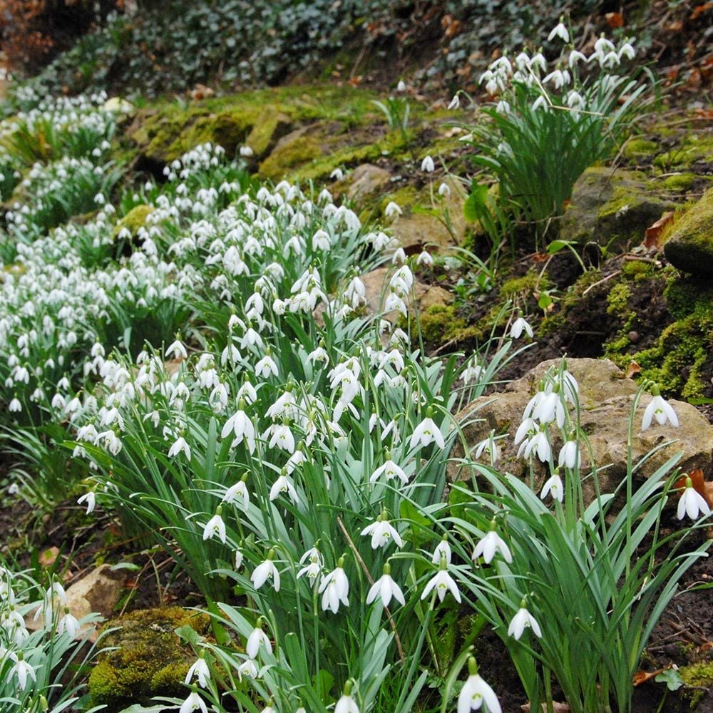 Galanthus nivalis