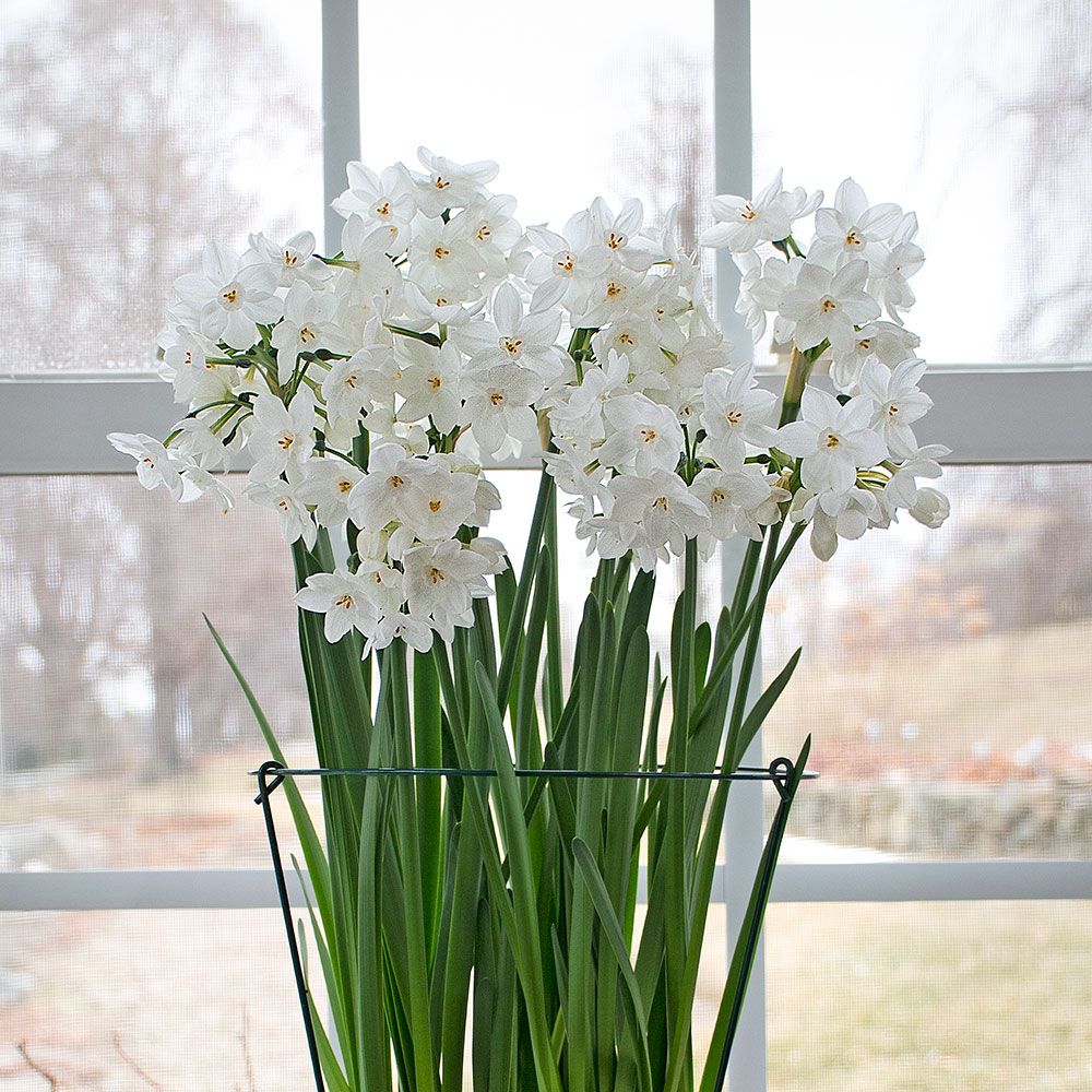 Paperwhites, 24 bulbs & soil