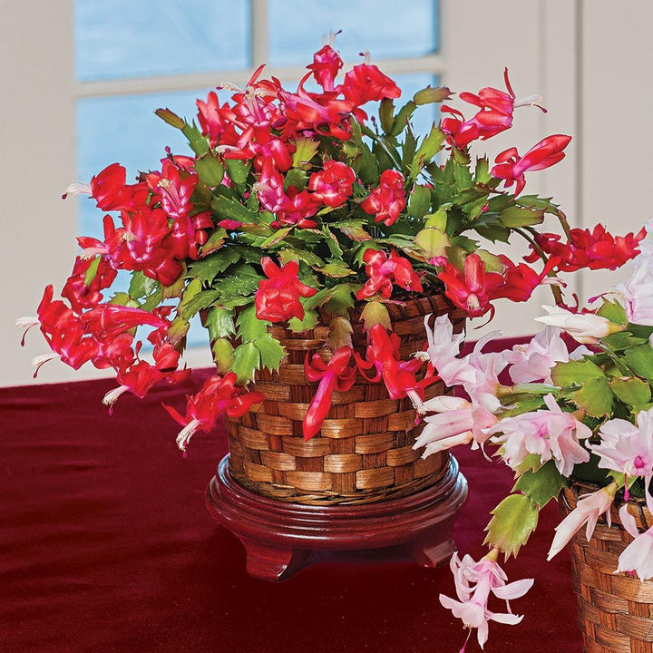 Red Holiday Cactus in woven basket