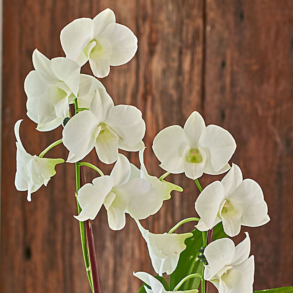 White Dendrobium Orchid in black ceramic cachepot