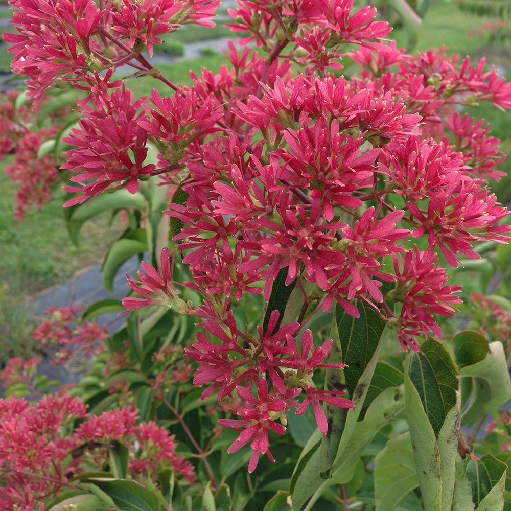 Heptacodium miconioides Temple of Bloom®